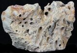 Slab Fossil Teredo (Shipworm Bored) Wood - England #40356-2
